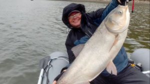 ТОЛСТОЛОБ НА ДОНУ