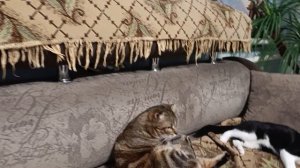 Детки зайки мои