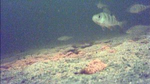 FILE190101-045353-000033F