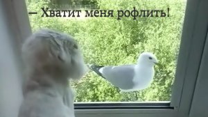 Наглая Чайка и Кот. Как остановить наглеца? Приёмы борьбы.