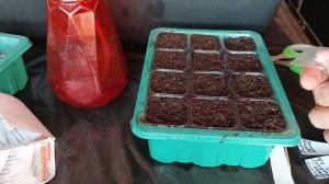 ПОСЕЯЛА ПЕТУНИИ ТАЙДАЛЫ И ЕЛОУ