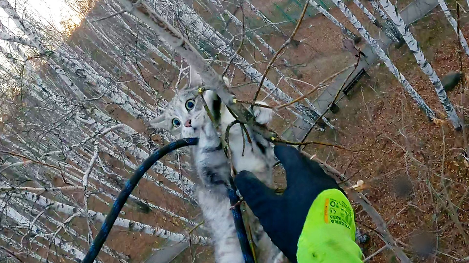 Бывшедомашняя