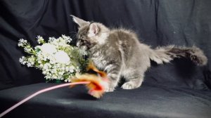 Актировка помета «Ж» 13.11.2025 - питомник Чаритон Кун