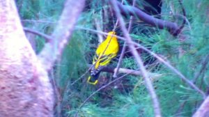 Валерий Плесеинов - Иволга. Cover