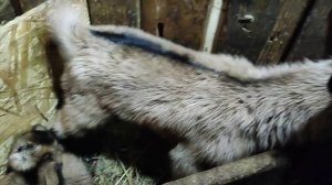 Я козовод- мисочница. Просто пришло время.