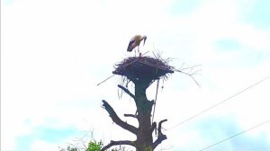 Они улетели от нас оставив насиженное гнездо.