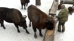 Зубры Клязьминско-Лухского заказника. Владимирская область