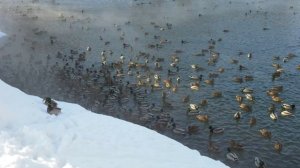 Пруд у цирка (Lana Del Rey - White mustang)