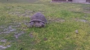 Самолёты.  фуди  Слоновая черепаха