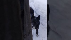 Дина собака живет кажется на два дома .