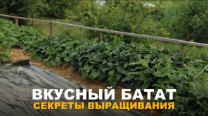 ЗАПУСКАЕМ РОСТКИ ЗА СЧИТАННЫЕ ДНИ. Проращивание батата.