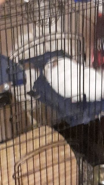 Шиншилла устал смотреть онлайн