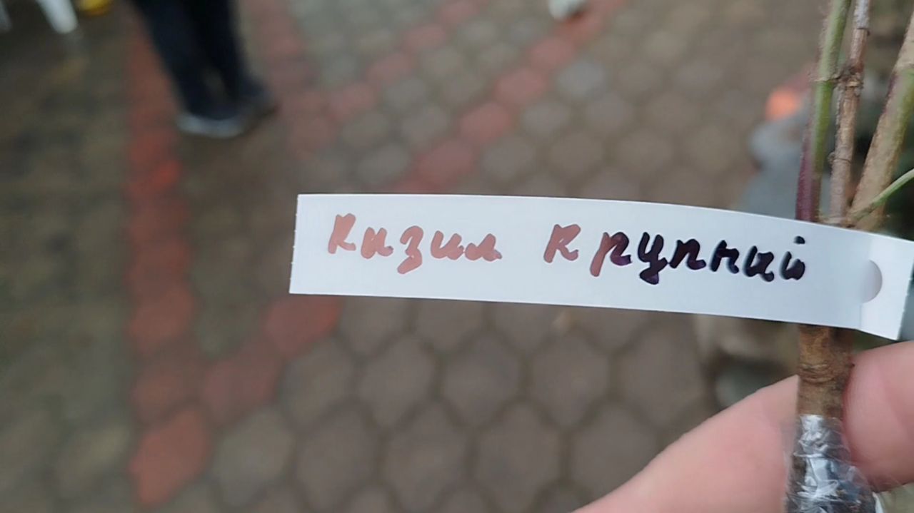 Саженец Кизила  с маркетплейса,сажаю зимой.07.02.26 г.
