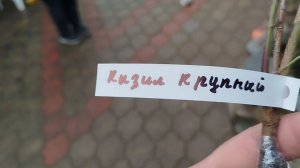 Саженец Кизила  с маркетплейса,сажаю зимой.07.02.26 г.