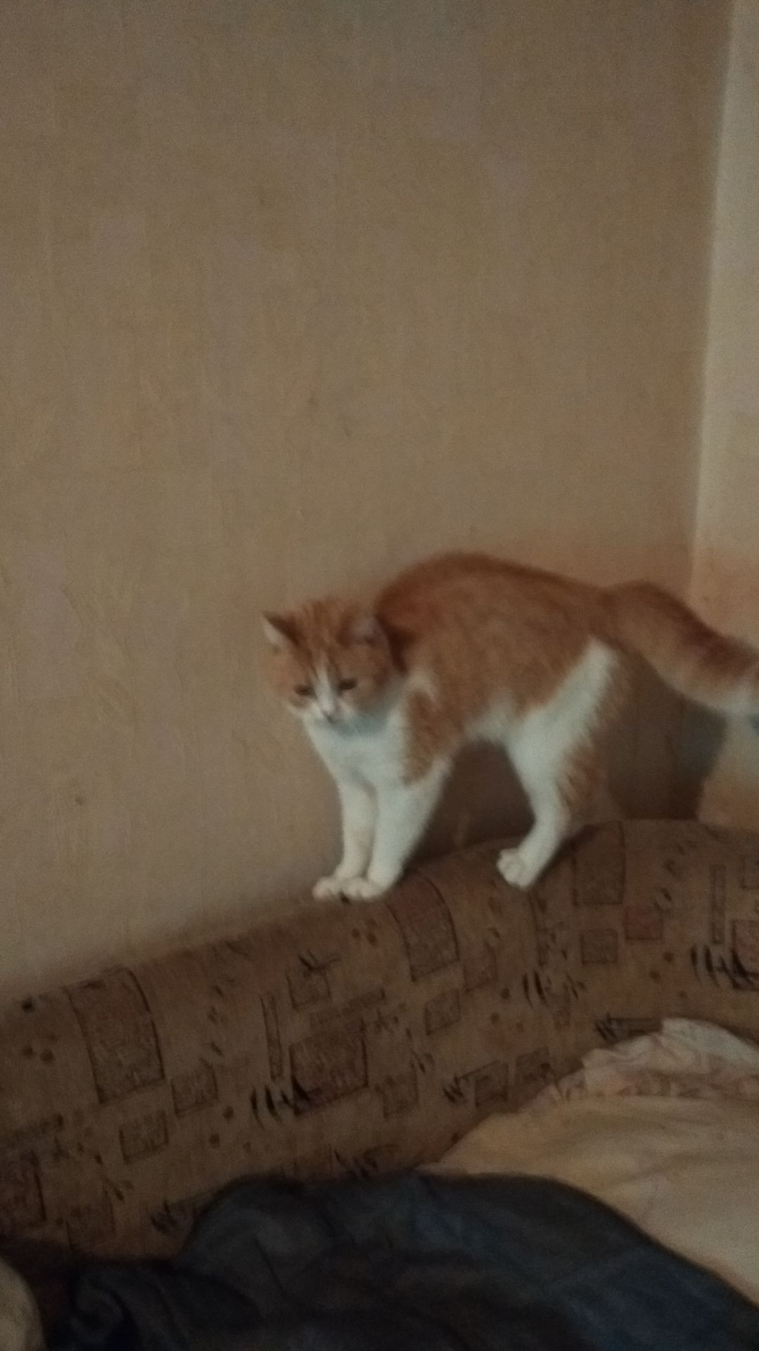 Страшнее кошки зверя нет! 😉😃👍😁 смотреть онлайн