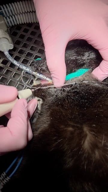 Чистка зубов коту смотреть онлайн