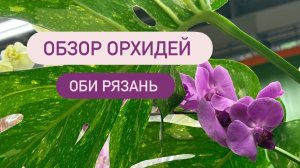 🔵 ОБЗОР ОРХИДЕЙ ОБИ🔥Уценка за 330р #обзорорхидей #обзороби #орхидеискидки #скидкинаорхидеи #уценка