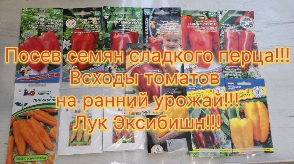 Посев перцев на обрезку!!!Урожай будет больше!!!