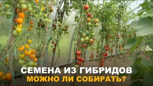 СТОИТ ЛИ СОБИРАТЬ СЕМЕНА ИЗ ГИБРИДОВ? Как размножить дорогие гибриды томатов. Сбор семян с гибридов.