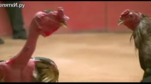 Китайский суперпетух