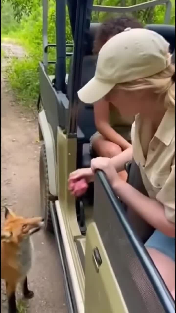 Не кормитe диких животных😱😱 смотреть онлайн