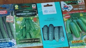 Какие сорта огурцов выбрала на сезон 2026.
