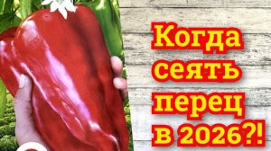 Когда СЕЯТЬ ПЕРЕЦ на рассаду в 2026 году самые благоприятные дни