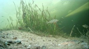 1000008747.mp4Волга гл.2м.08.02.2026г.