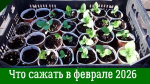 Что и когда сажать на рассаду в феврале 2026. Подробный календарь посева овощей, цветов и ягод