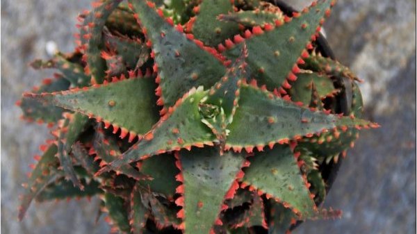 5 советов владельцам суккулентов