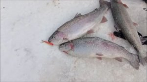 Поимки форели на актив. Спорт-зона. Клёвое место Лосиный остров.