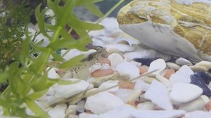 креветка в аквариуме