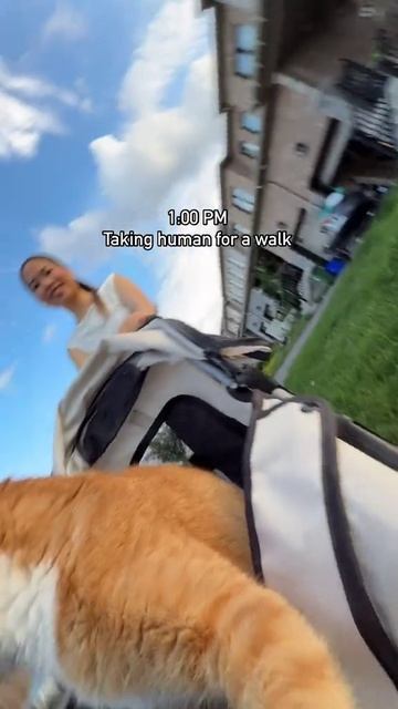 Распорядок дня 🐱 смотреть онлайн