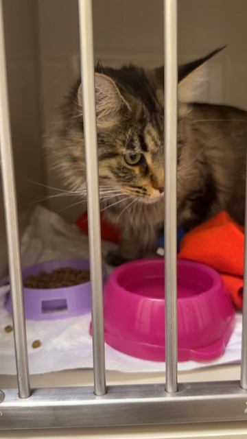 Стационар: первый прием пищи после удаления инородного тела из кишечника смотреть онлайн