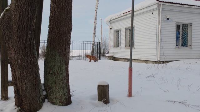 Лиса в Дубках