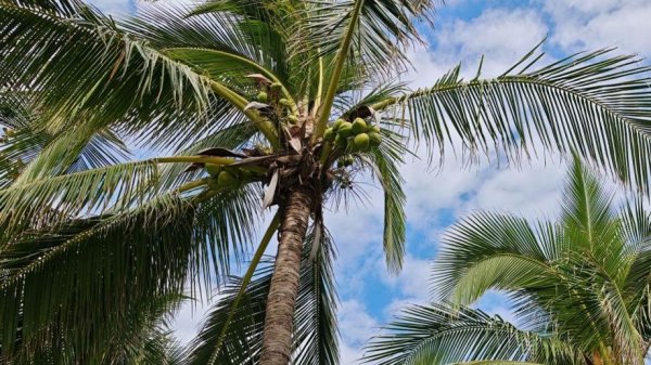 Пляж Дадунхай, территория отеля Sunshine Resort Intime Sanya 5*. Январь 2026