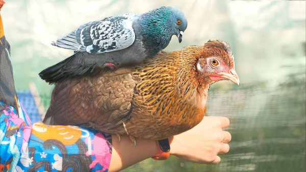 ЧТО СТАЛО С ЦЫПЛЕНКОМ В ДЕРЕВНЕ?