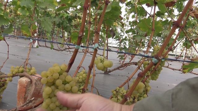 Виноград Цитронный Магарача 2024г. смотреть онлайн