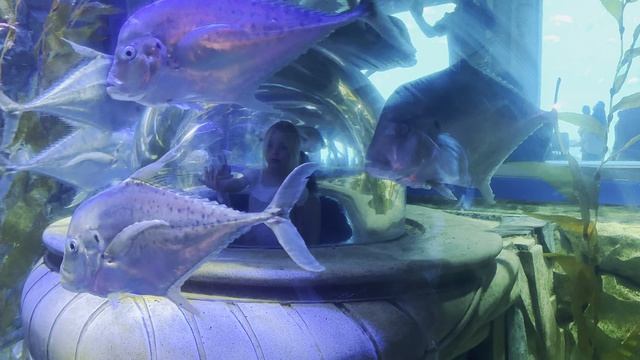 Внутри аквариума, The Lost Chambers Aquarium, Санья, о. Хайнань, Китай смотреть онлайн