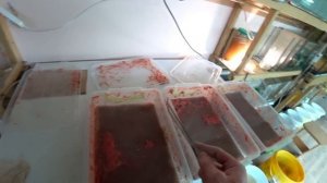 Продам трубочник с весны. И работаю с трубочником