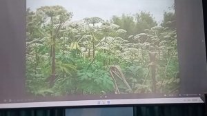 О съедобных дикоросах.