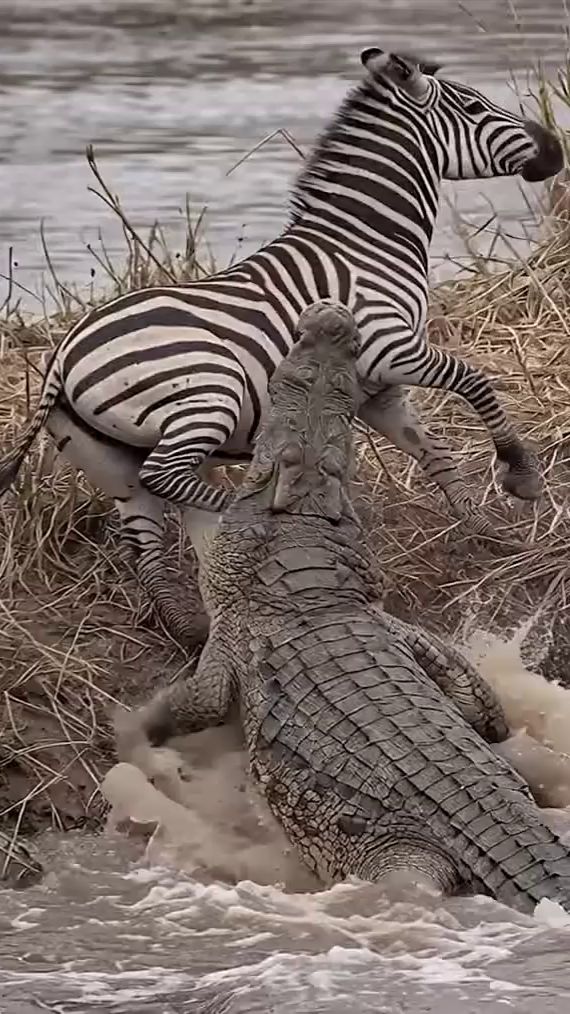 Охота на Зебру смотреть онлайн