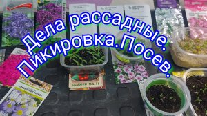 Стеллаж с рассадой пополняется🌸🌱🪻