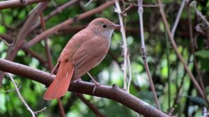 Птичий рай - Птицы России - Фильм 32