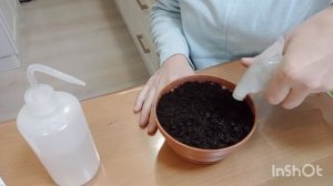 ПОСЕЯЛА СЕМЕНА БАЗИЛИКА.