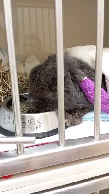 Кролик в стационаре смотреть онлайн