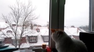 доброе утро добрый шортс