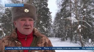 "Не надо кормить" - егерь объяснил порядок действий при встрече с лосем.