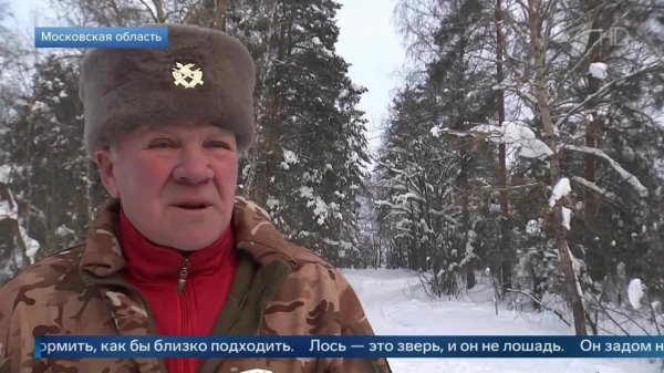 "Не надо кормить" - егерь объяснил порядок действий при встрече с лосем.