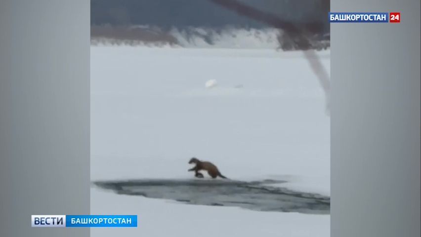 Рыбаки в Башкортостане спасли истощенную куницу, попавшую в капкан смотреть онлайн